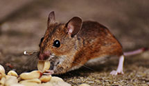 24 Hour & Emergency Exterminators in E Parsonfield, ME